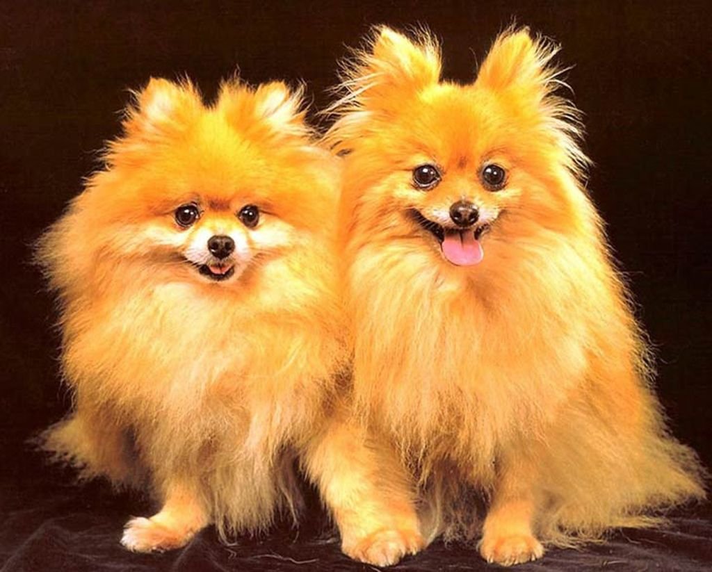 Померанский шпиц Медвежонок