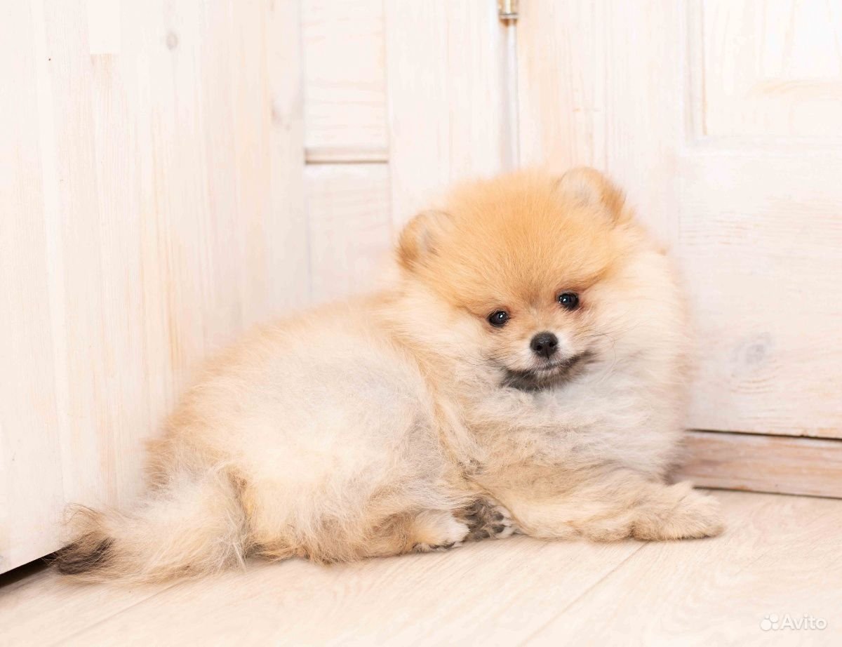 Лайт оранж шпиц