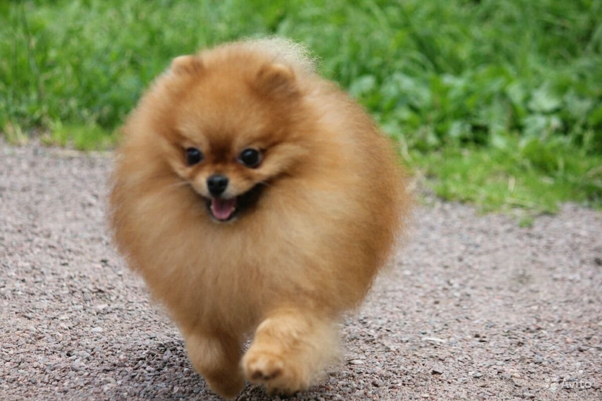 Померанский шпиц Лисичка