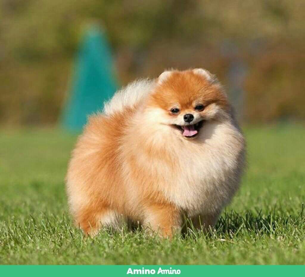 Шпиц померанец