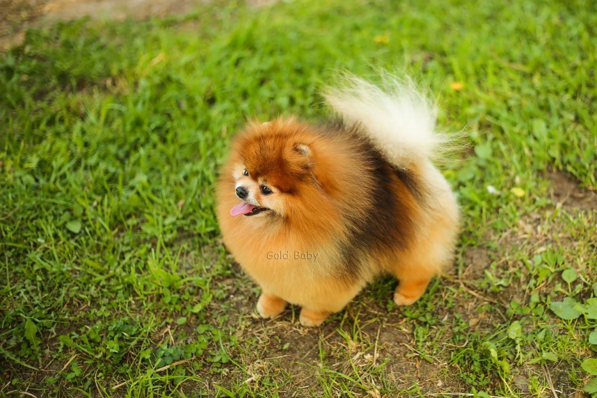 Щенок шпица оранж 2 месяцев