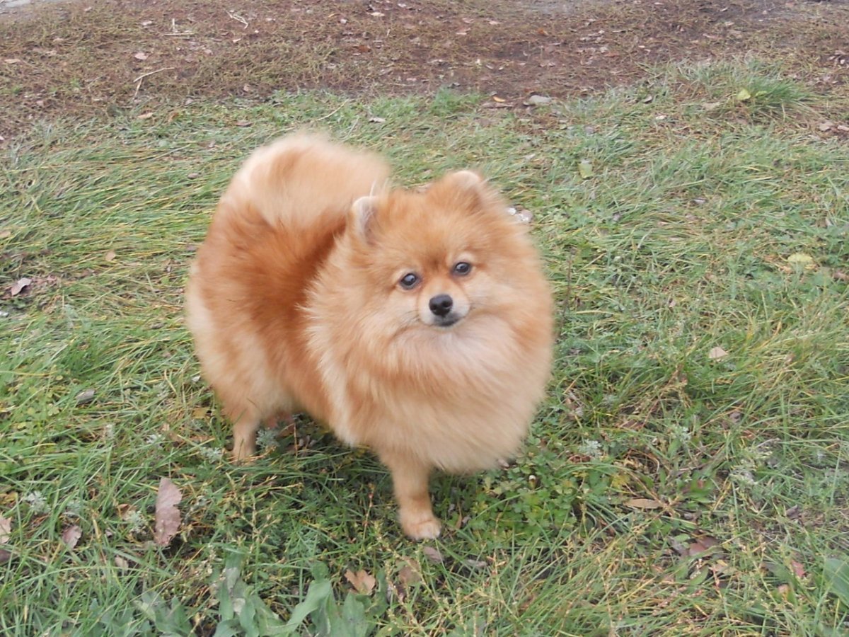 Померанский шпиц Teacup.