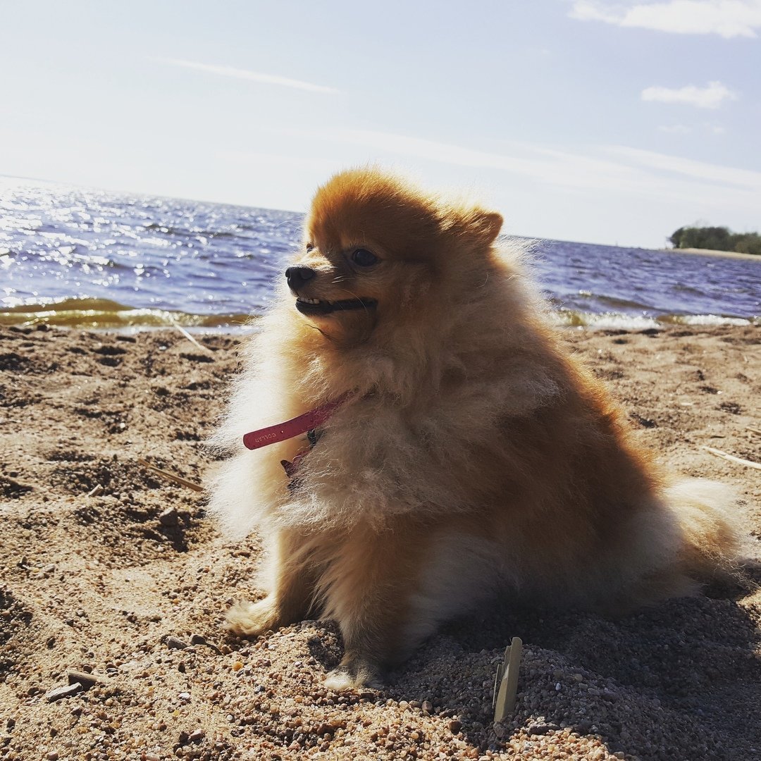 Прародитель шпица