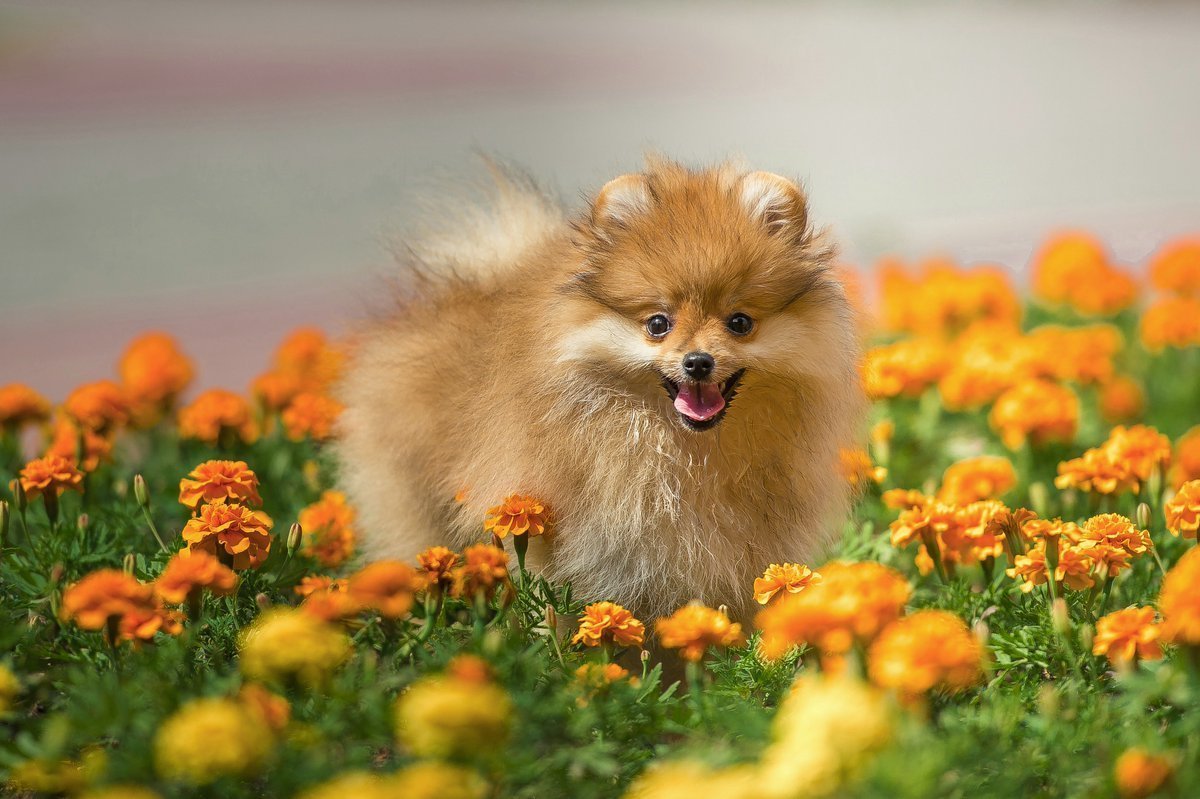 Померанский шпиц рыжий щенок