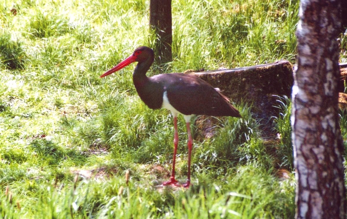Black Stork (Ciconia nigra)