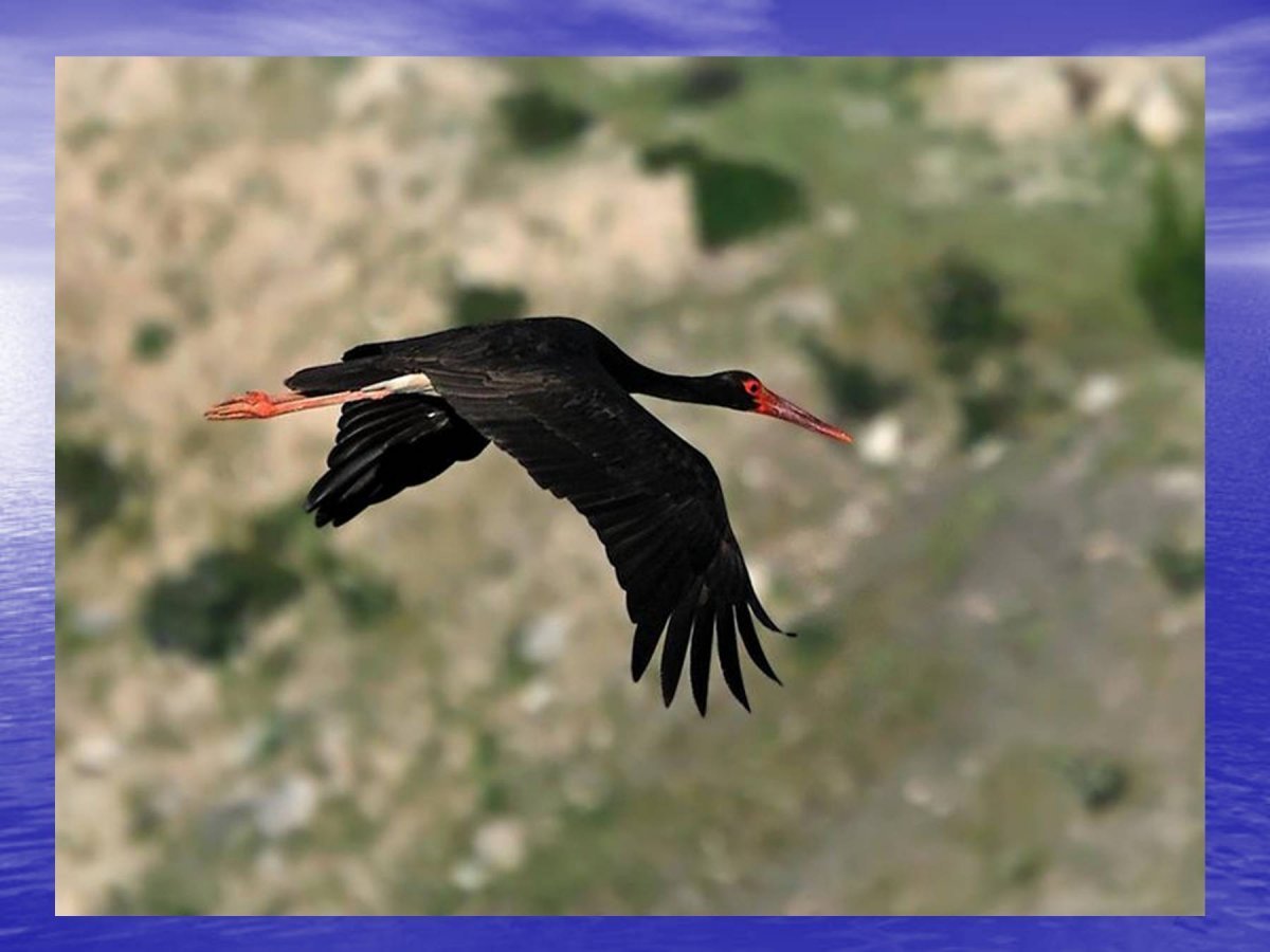 Черный Аист птица