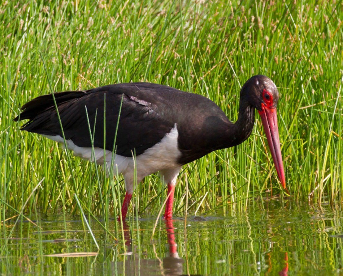 Белый и черный Аист