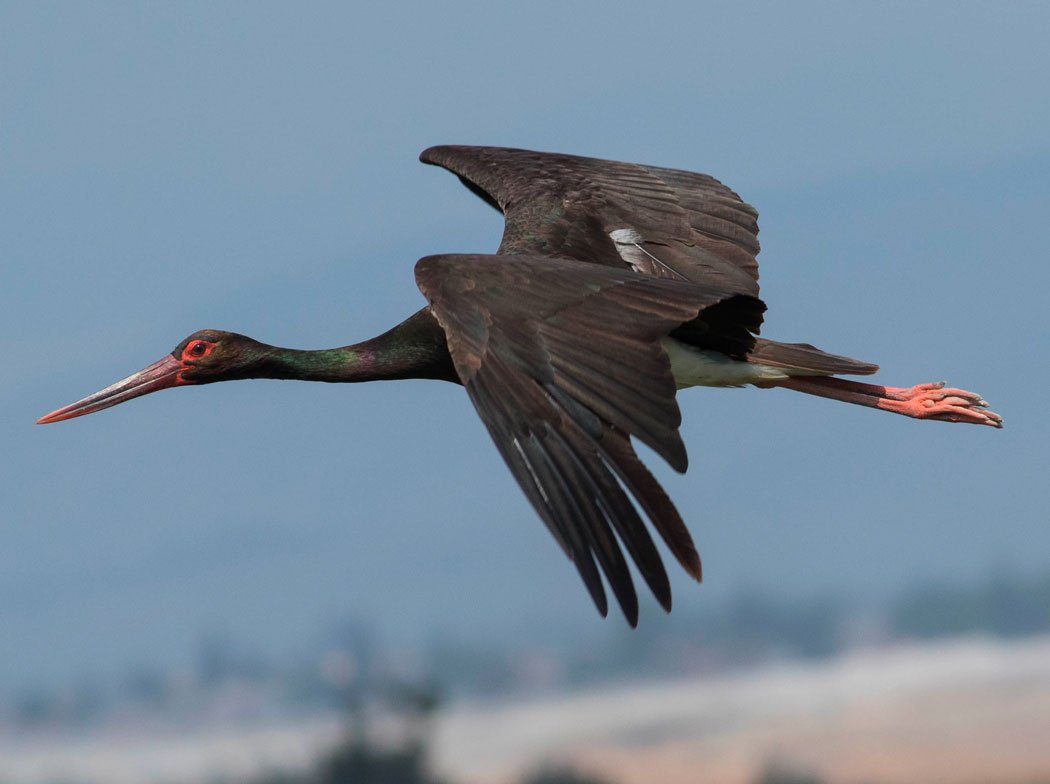 Редкие птицы Пермского края