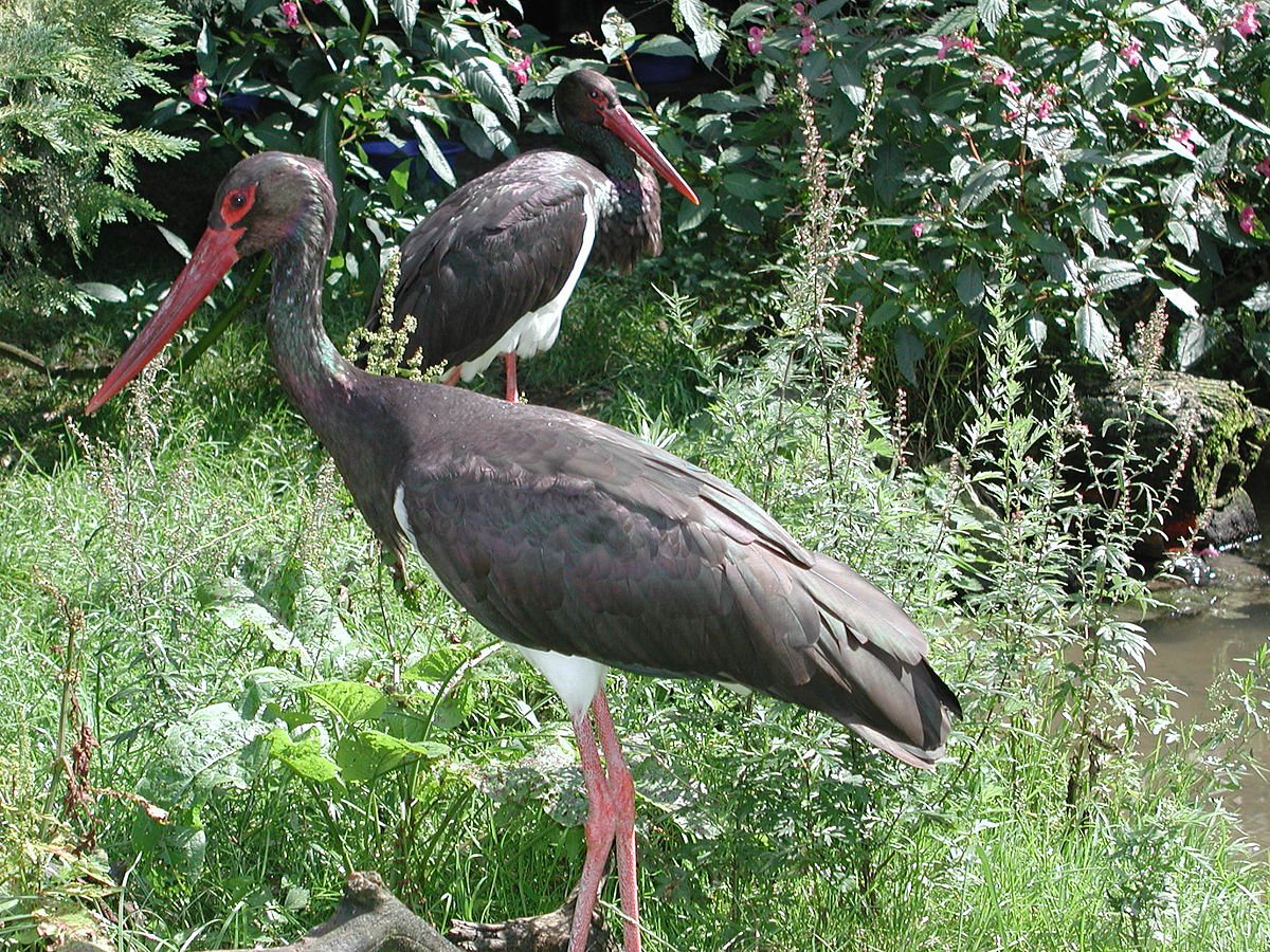 Семья аистов