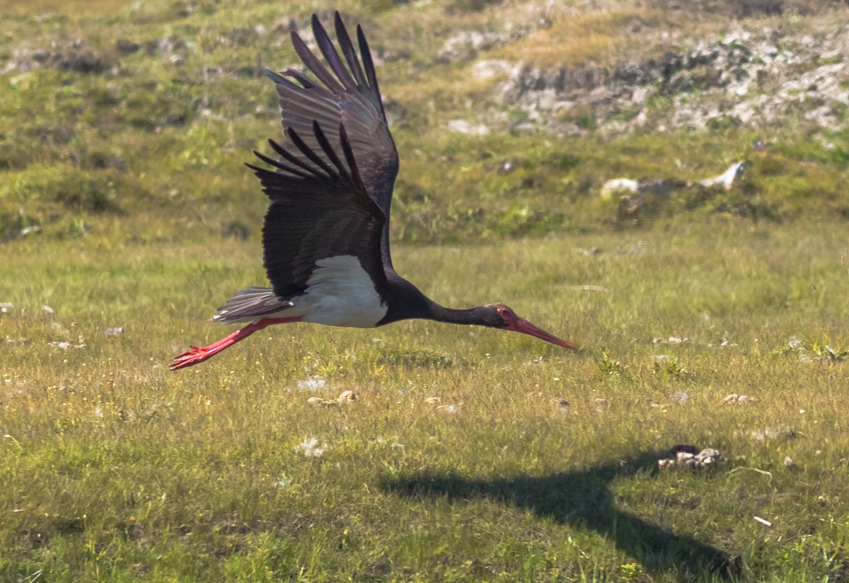 Чёрный Аист Курская область