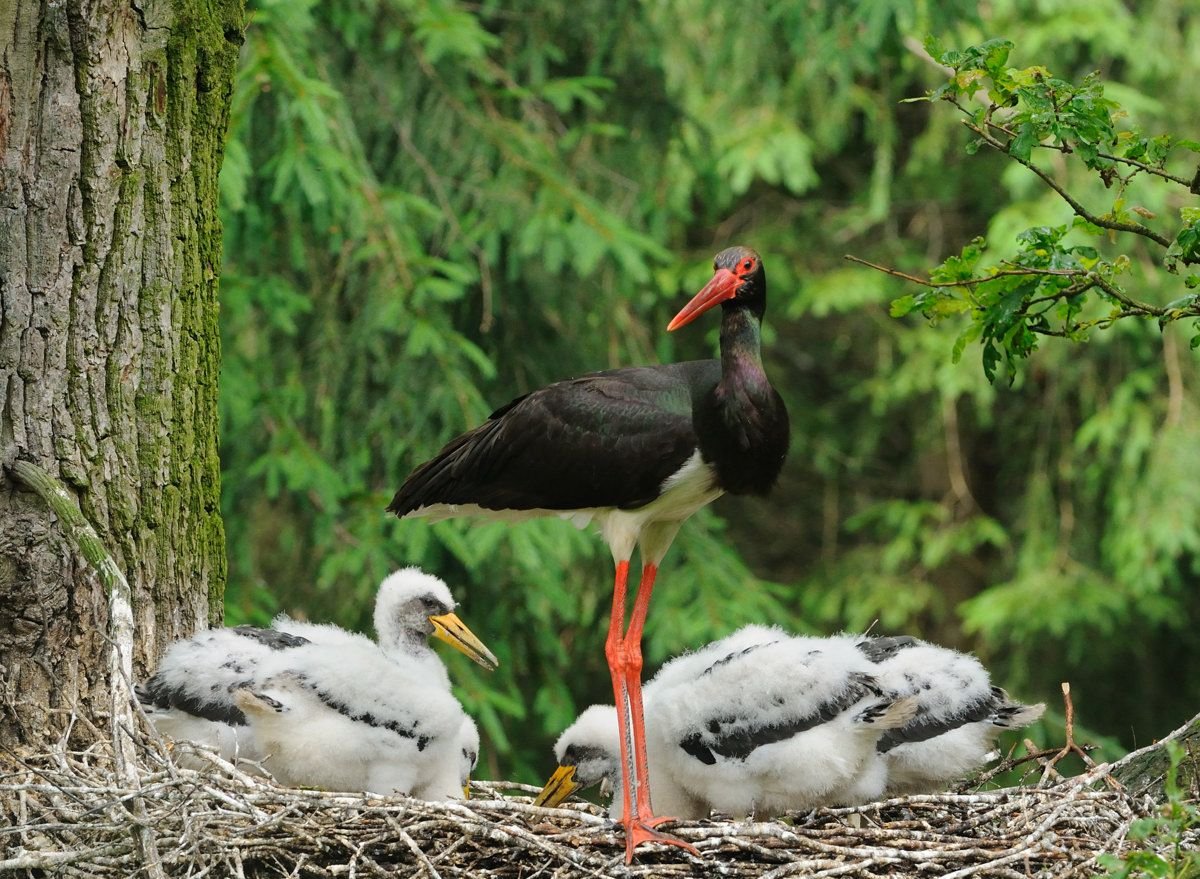 Байкальский черный Аист