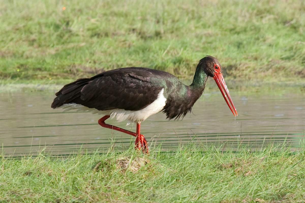 Фауна Белоруссии