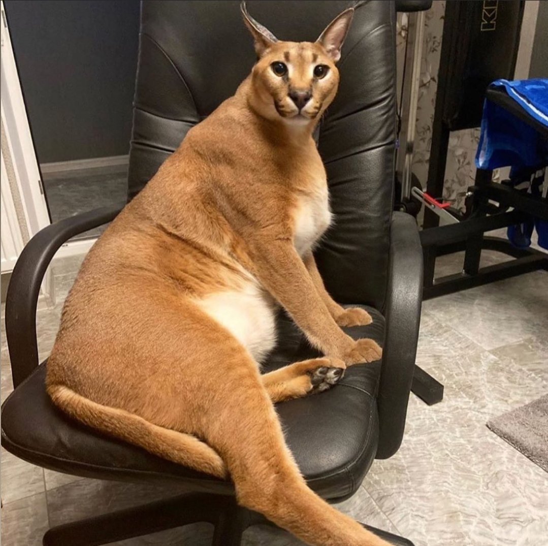 Кошка потягивается тату