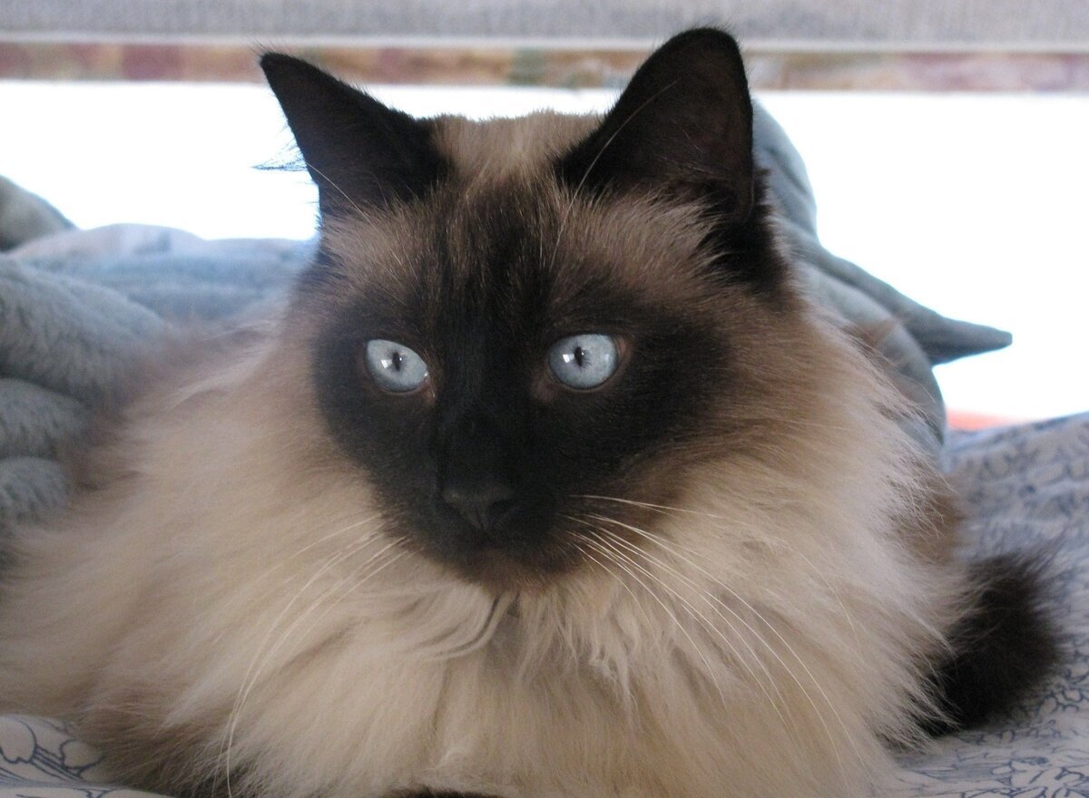Сиамский балинезийский кот