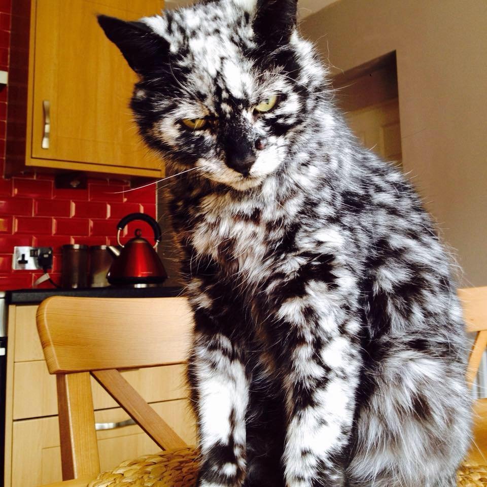 Тайская кошка косоглазие