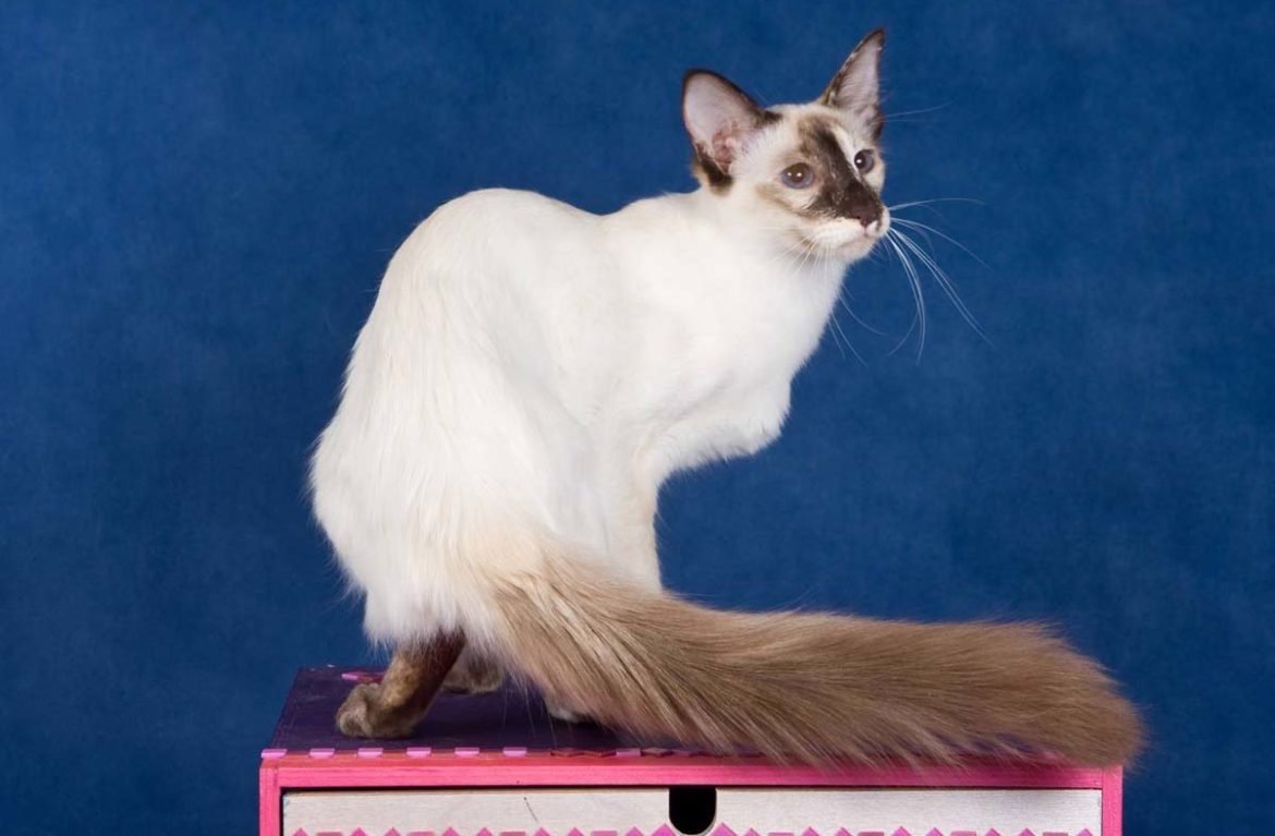 Тату Дельфин Полинезия