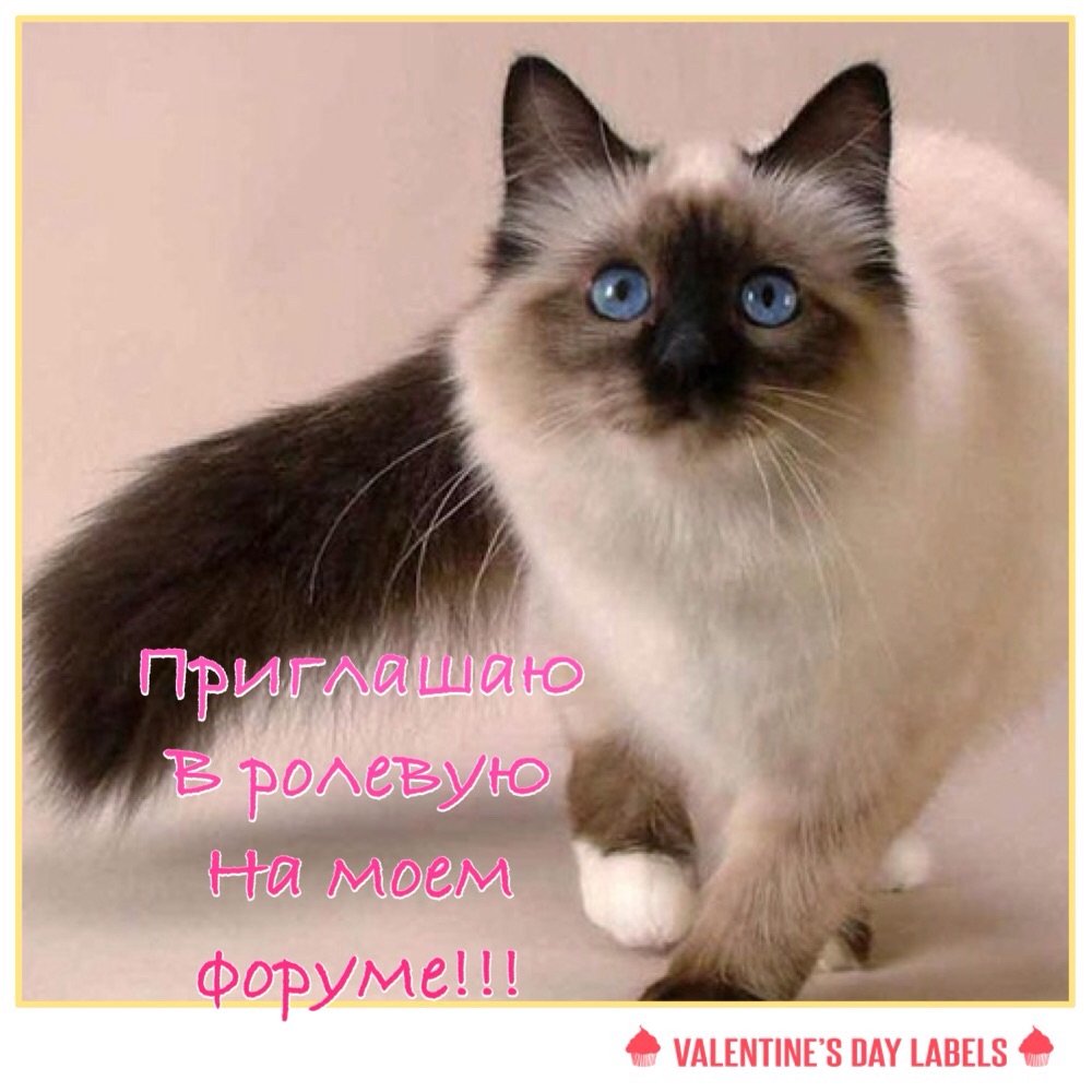 Бирманская Сиамская кошка