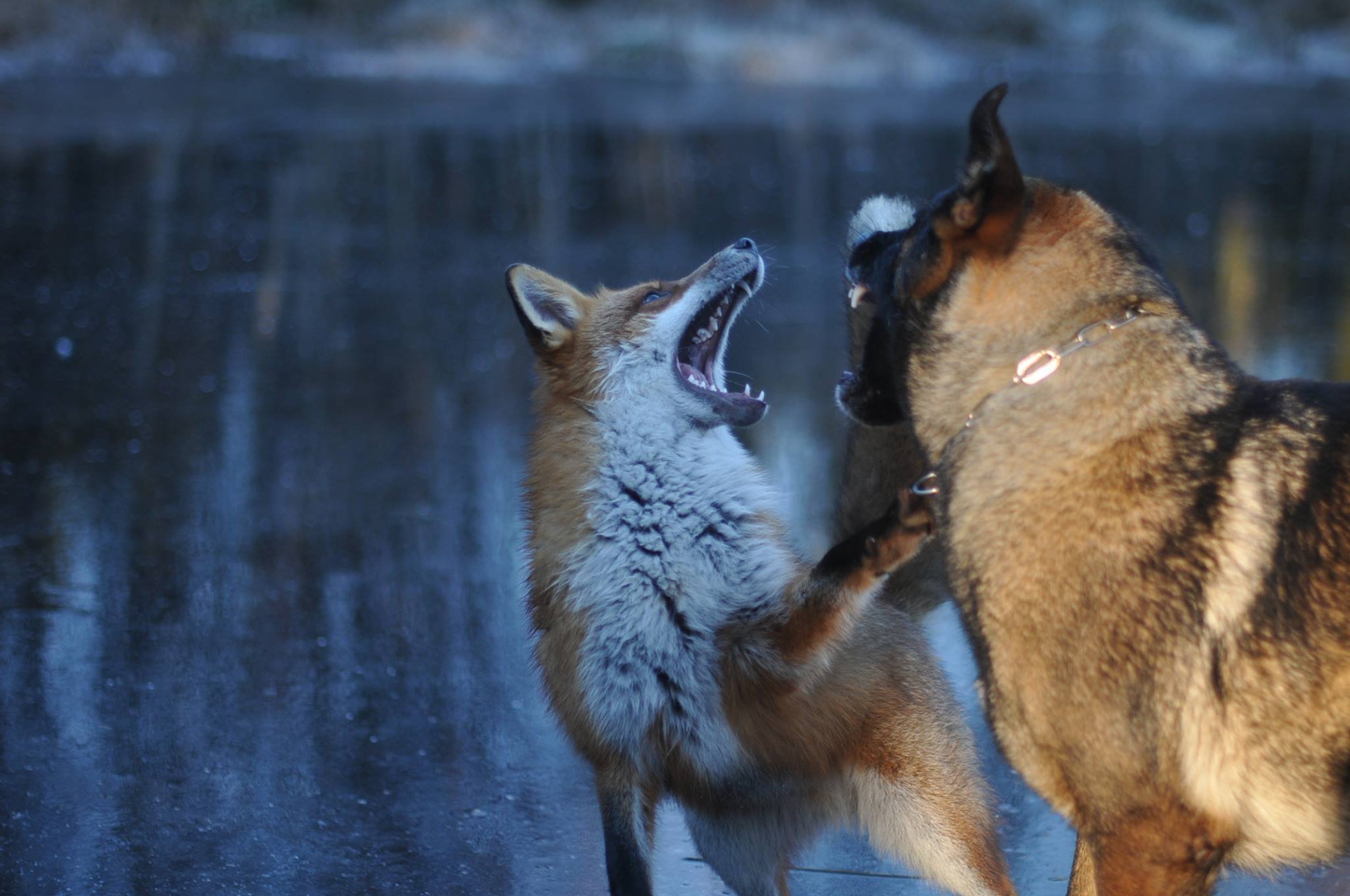 Волк и лиса и лиса другой. Волк и лиса. Лисы и волки. Лисичка и волк.