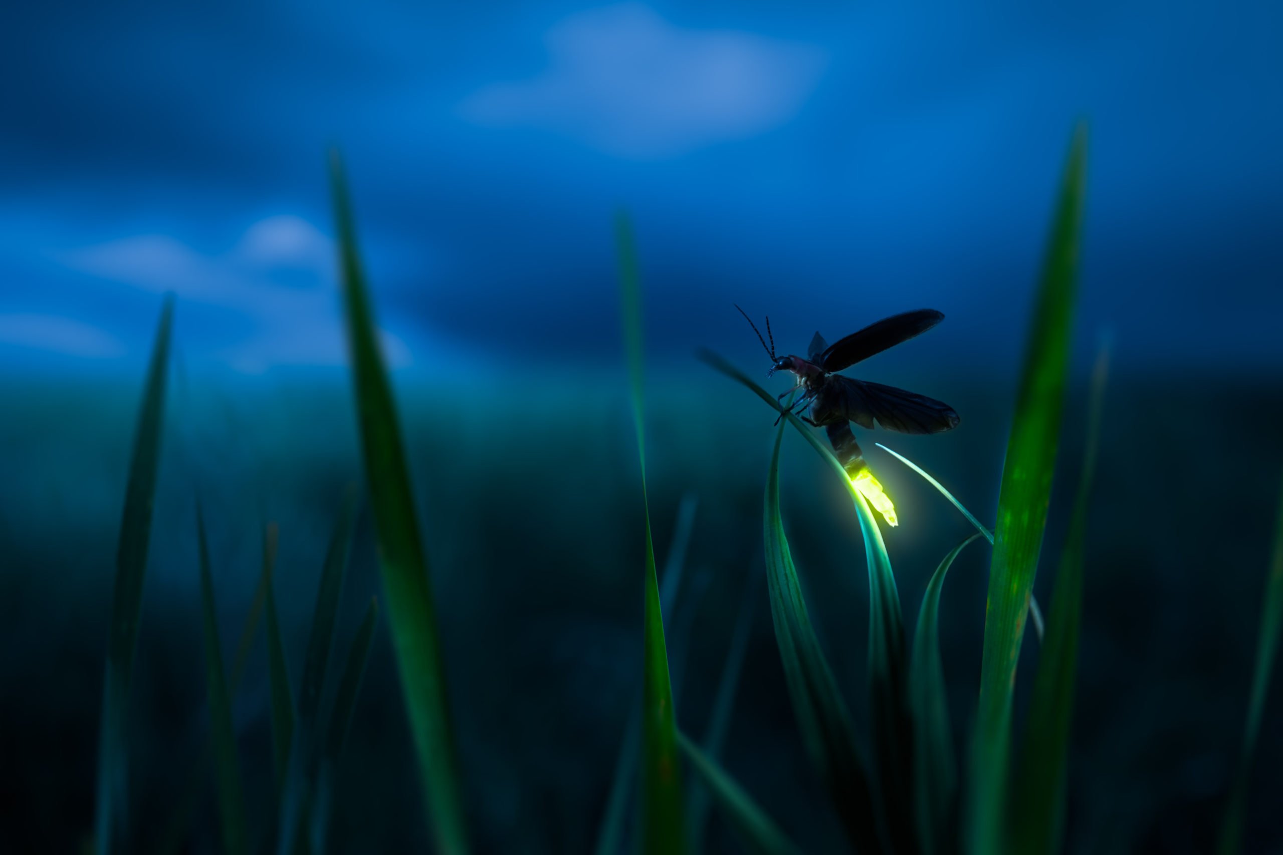 Кто такой светлячок. Биолюминесценция светляков. Жук светляк. Светлячок насекомое. Жук Светлячок в темноте.
