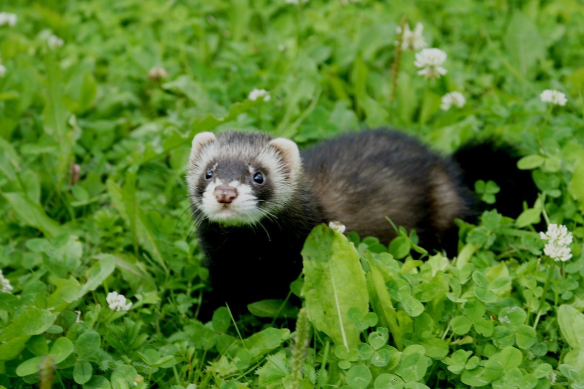 Хорёк Хонорик щенки