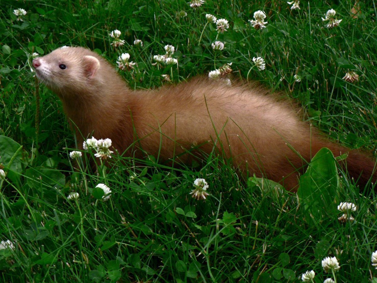 Сурок Байбак детеныш