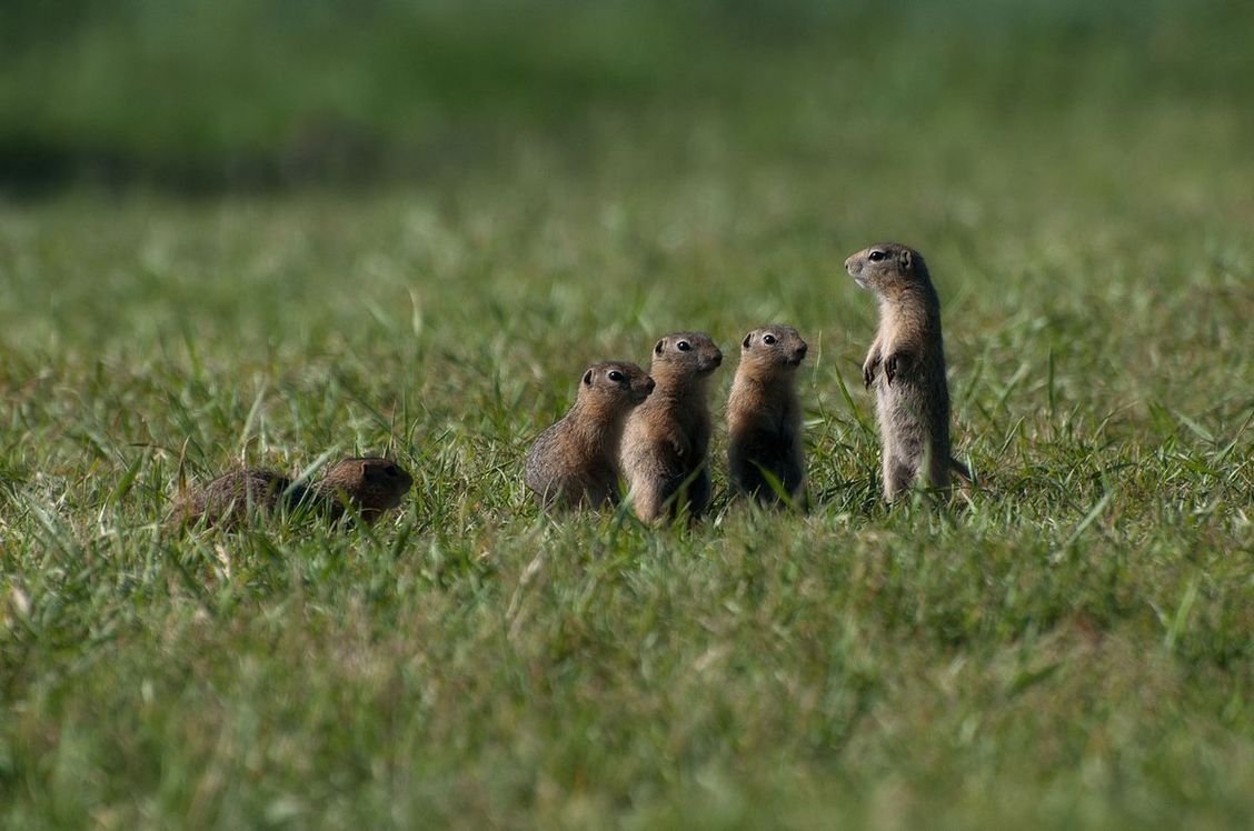 Мраморный хорек