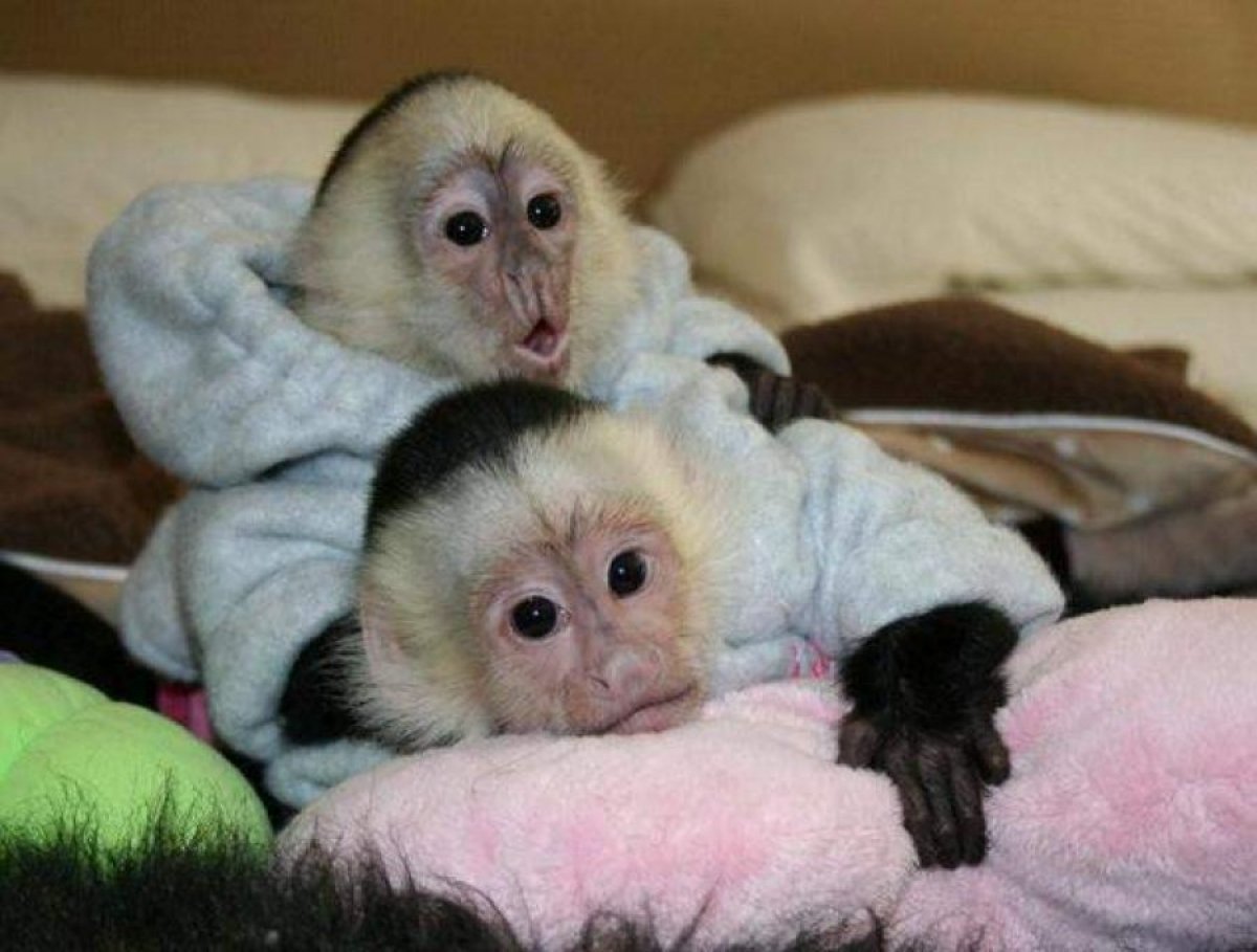 Сколько живут обезьяны в домашних. Обезьянка капуцин. Маленькая обезьянка капуцин. Капуцин обезьяна домашняя. Самка капуцина.