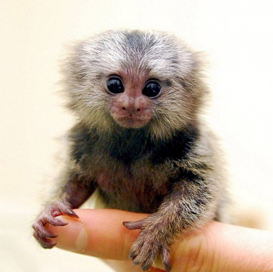 Домашние обезьянки