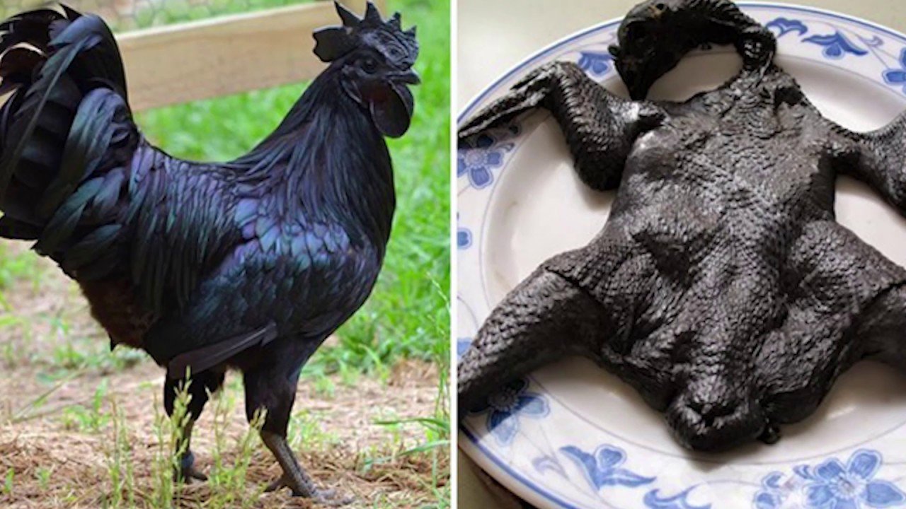 Черная курица порода цена. Аям Цемани порода. Аям Цемани яйца. Аям Цемани - черное мясо.