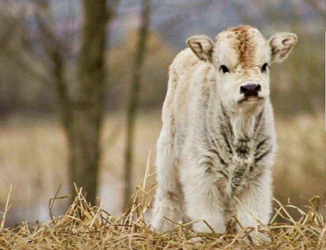 Милые бычки