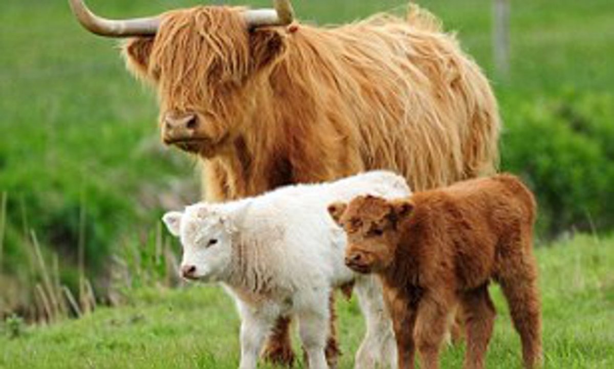 Шотландские коровы породы хайленд