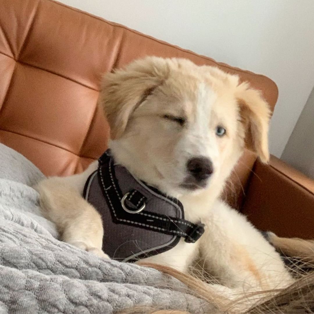 Корги и лабрадор