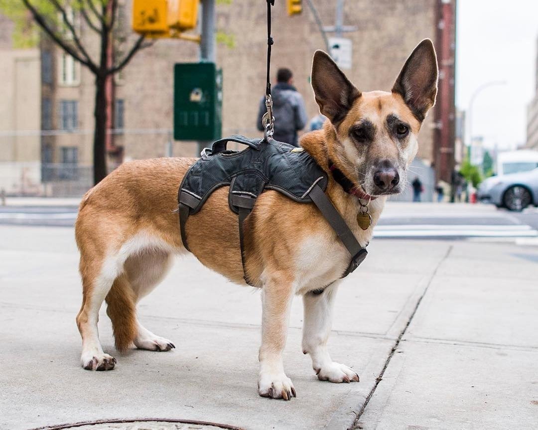 Метис корги флаффи