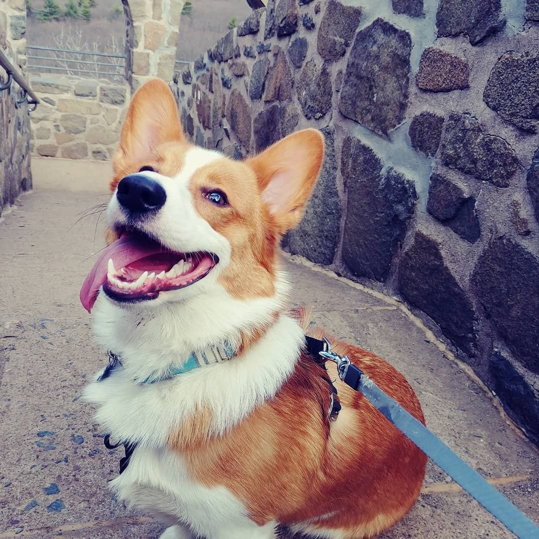 Метис корги и таксы