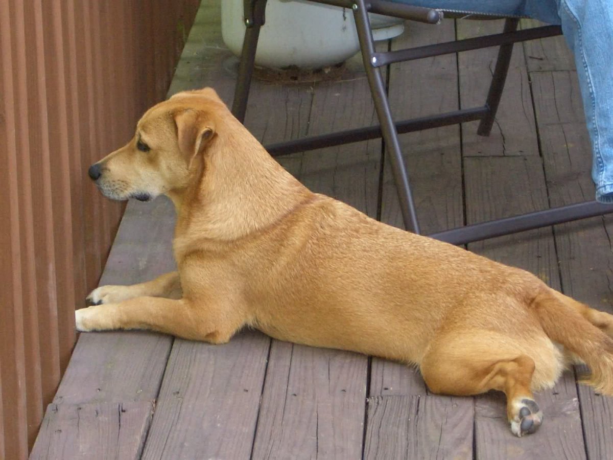 Метис ретривера и хаски