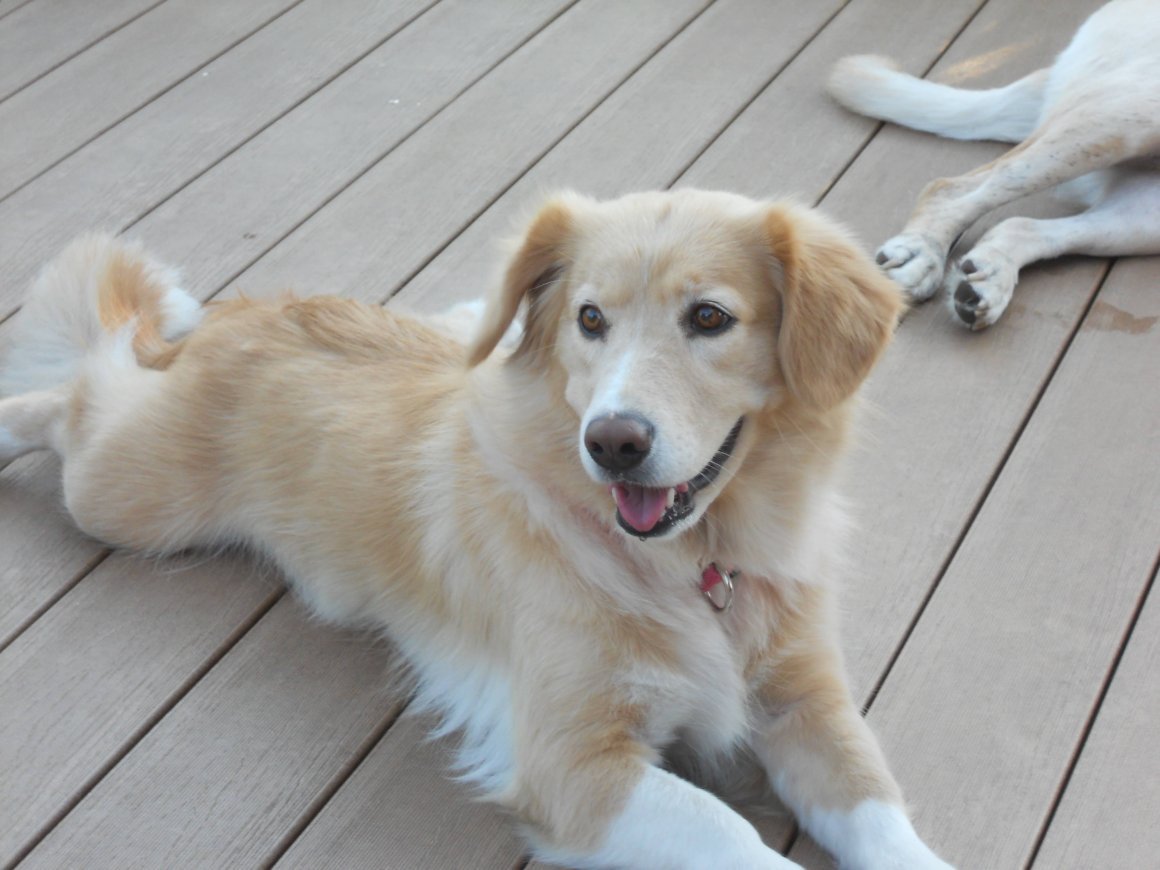 Метис корги и лабрадора