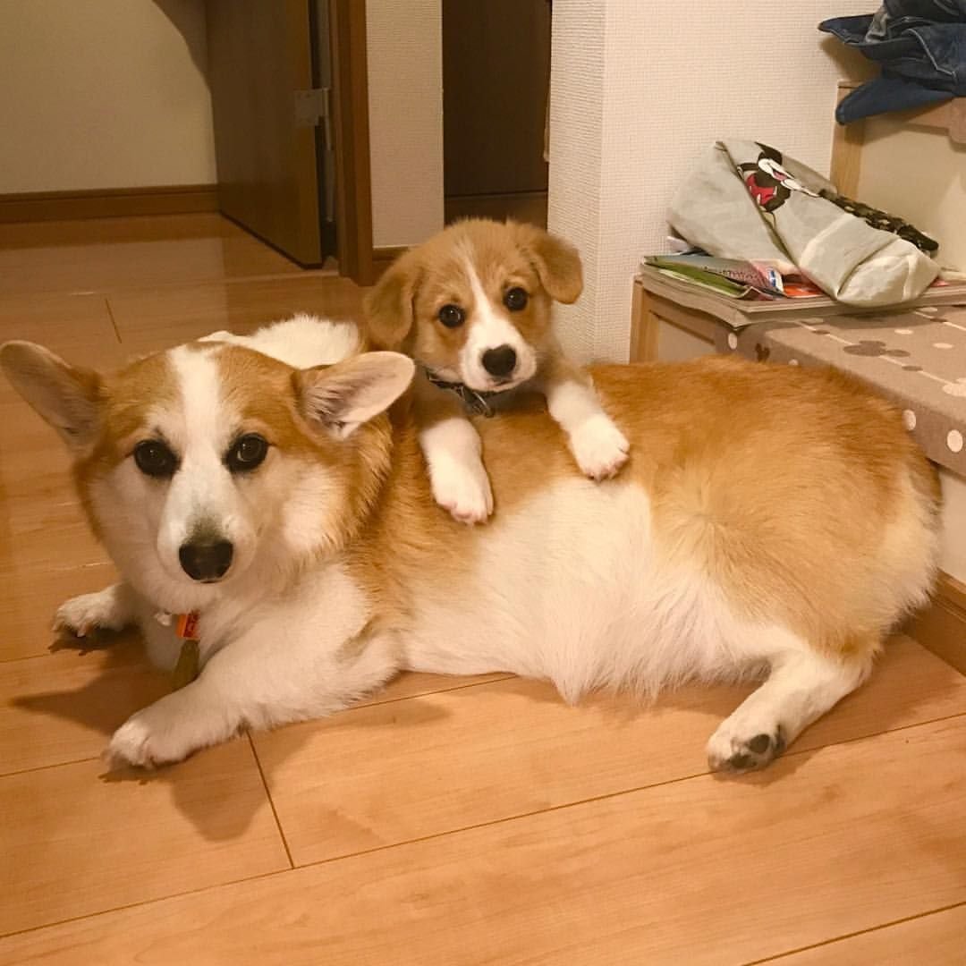 Помесь хаски и корги