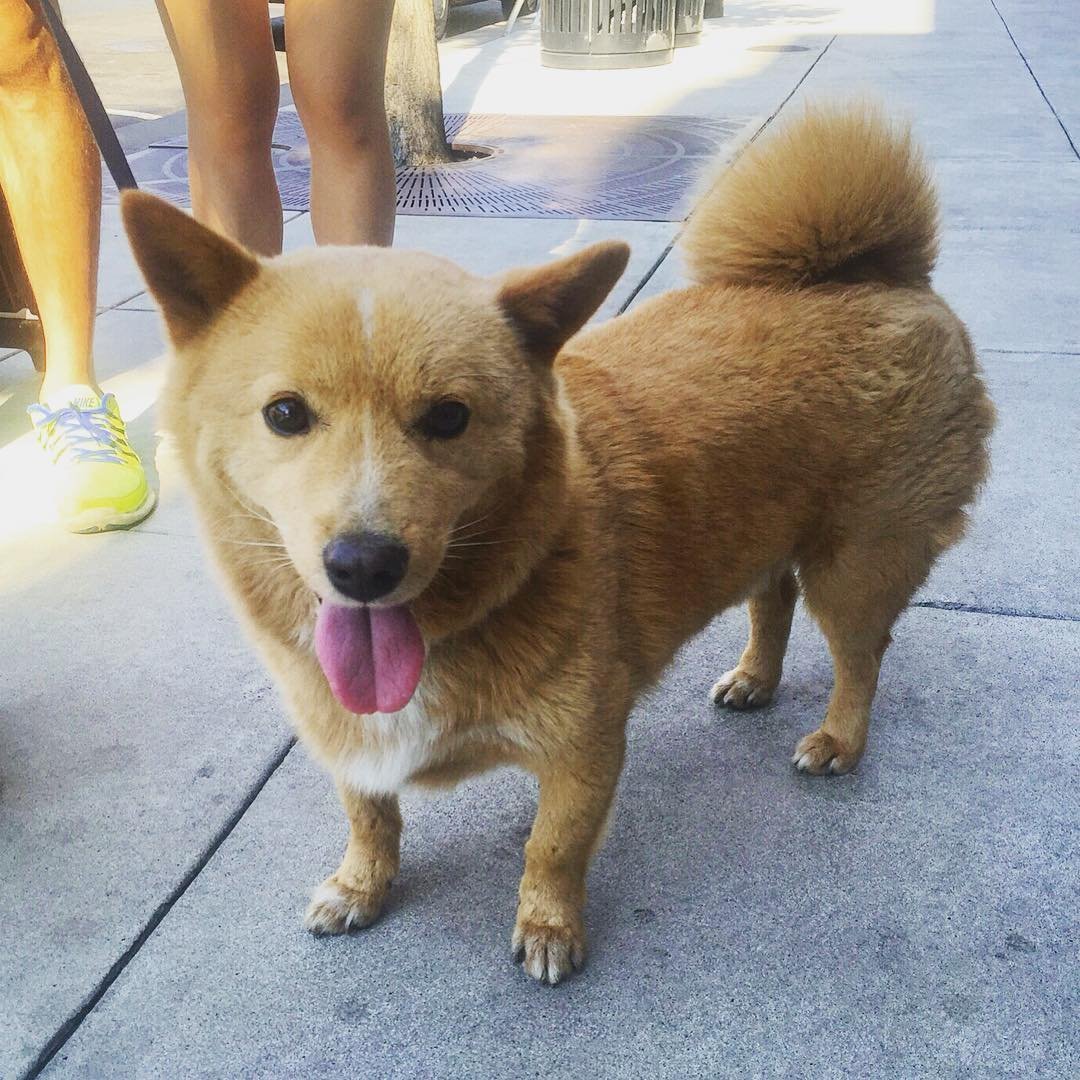 Метис корги и золотистого ретривера