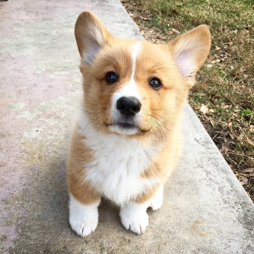 Метис корги и чихуахуа