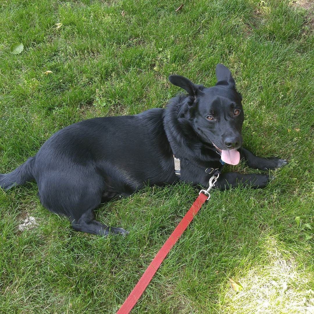 Сиба корги метис