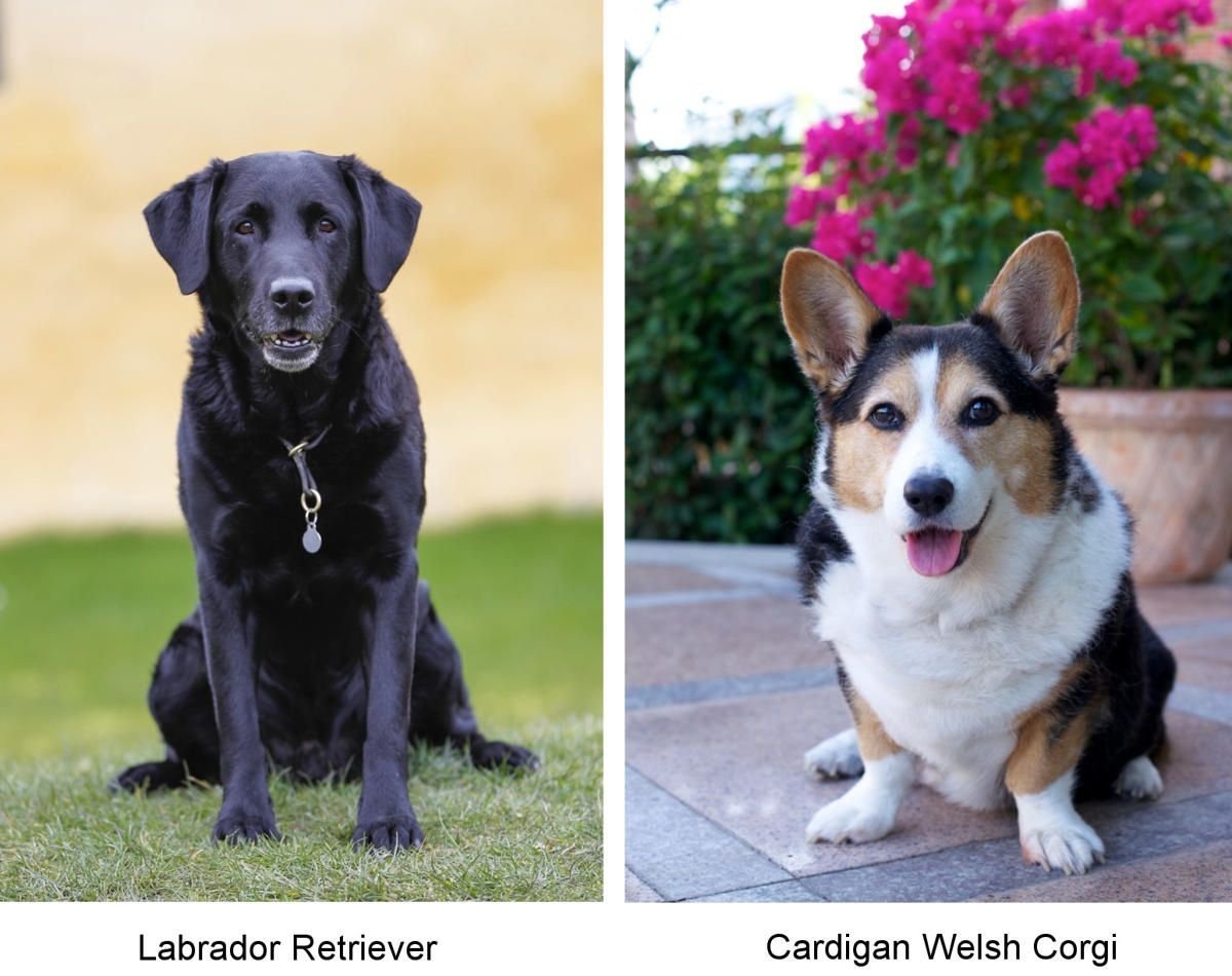 Вельш корги Голден ретривер метис