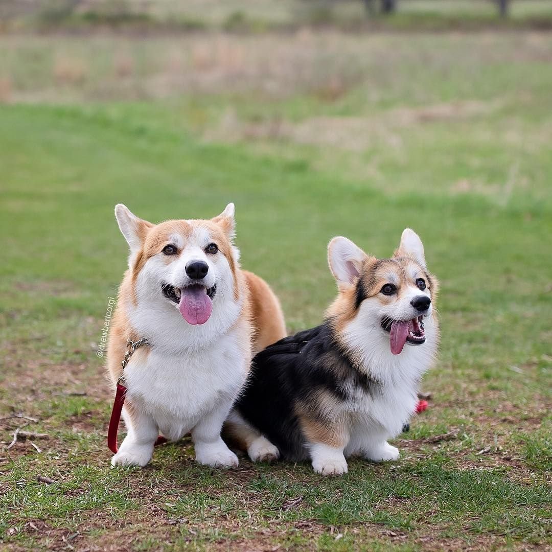 Метис золотистого ретривера