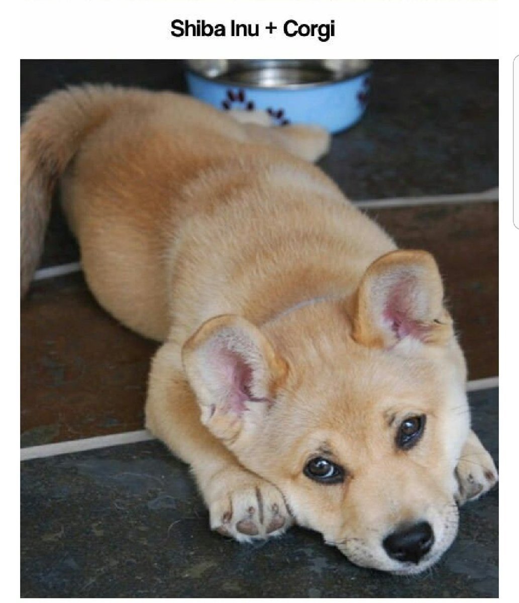 Смесь корги и золотистого ретривера