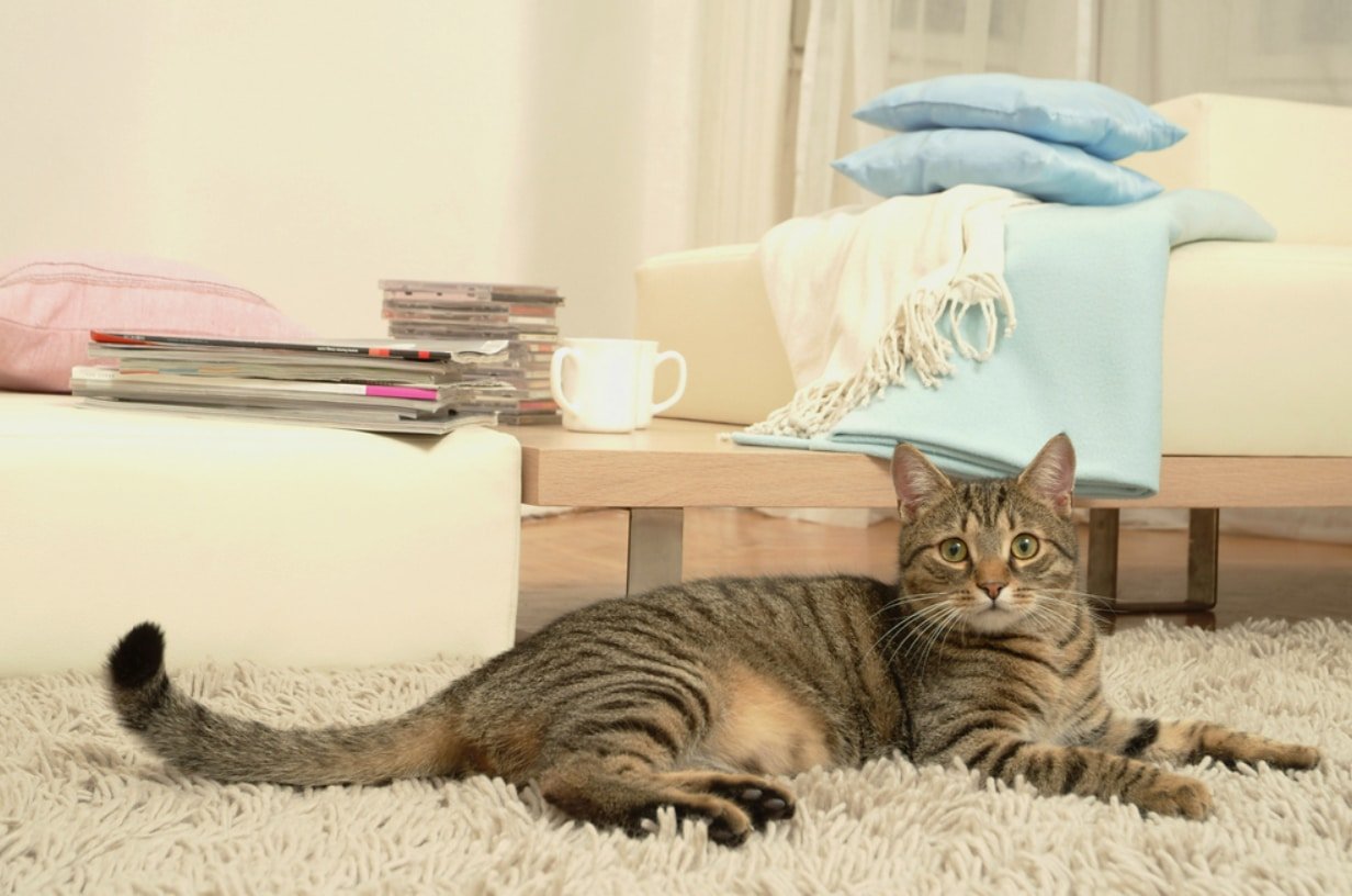 Кот проживает 9 жизней. Кот в квартире. Домашние кошки. Кошка дома. Дом для кошки.