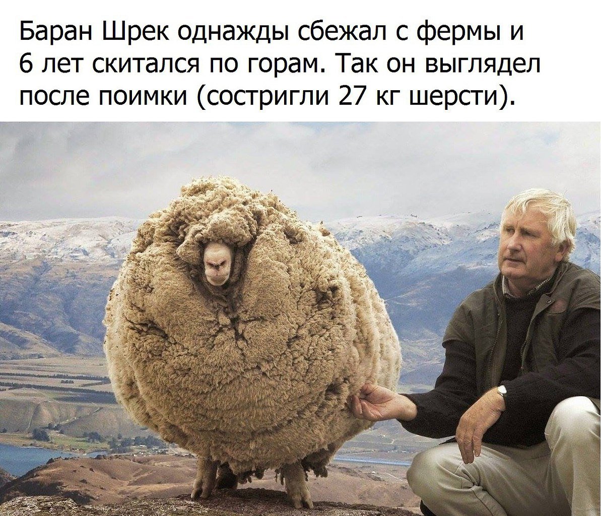 Цитаты про двух Баранов