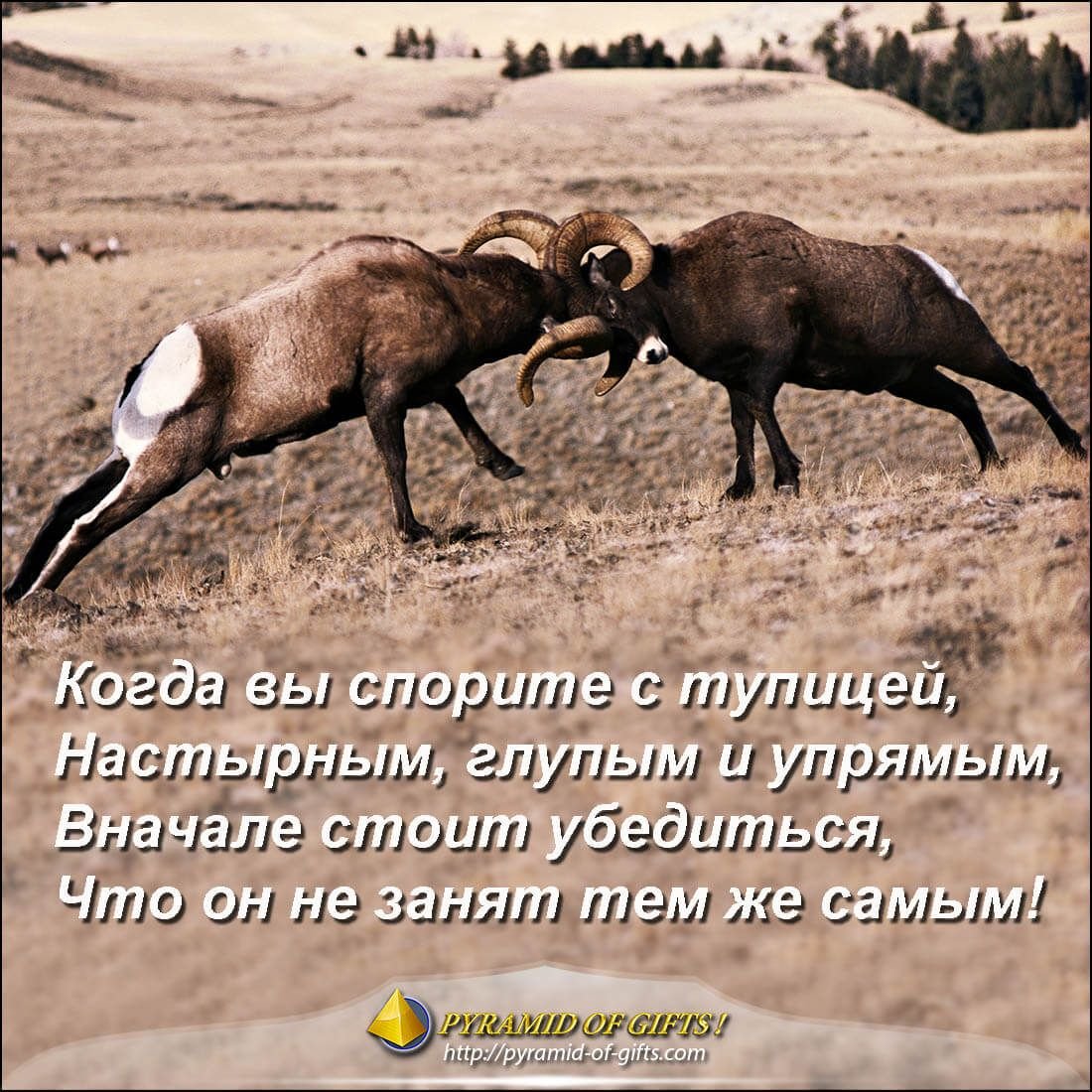 Курбан байрам баран прикол