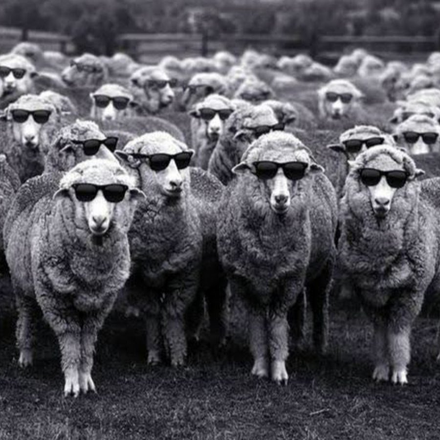 Коза и баран