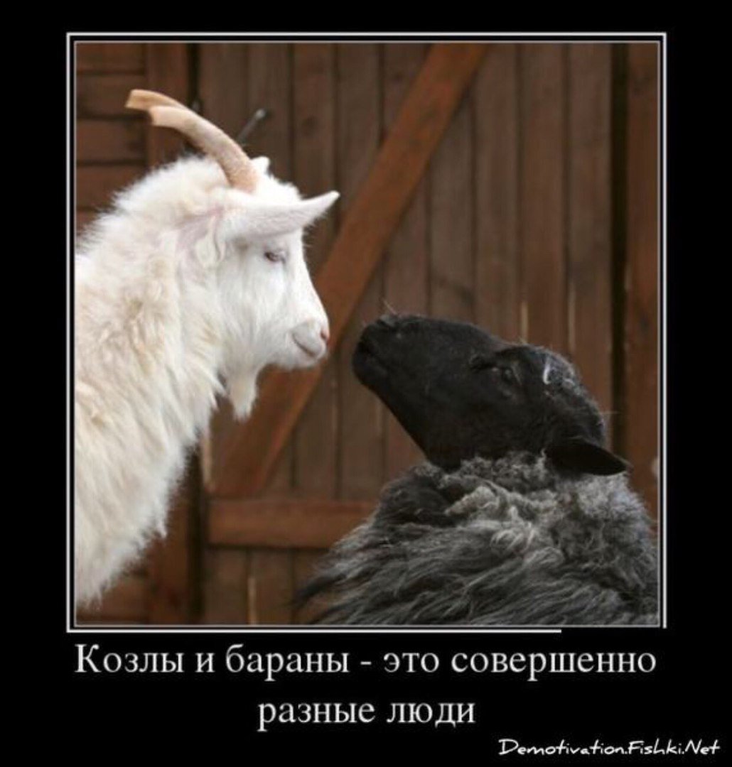 Белый баран