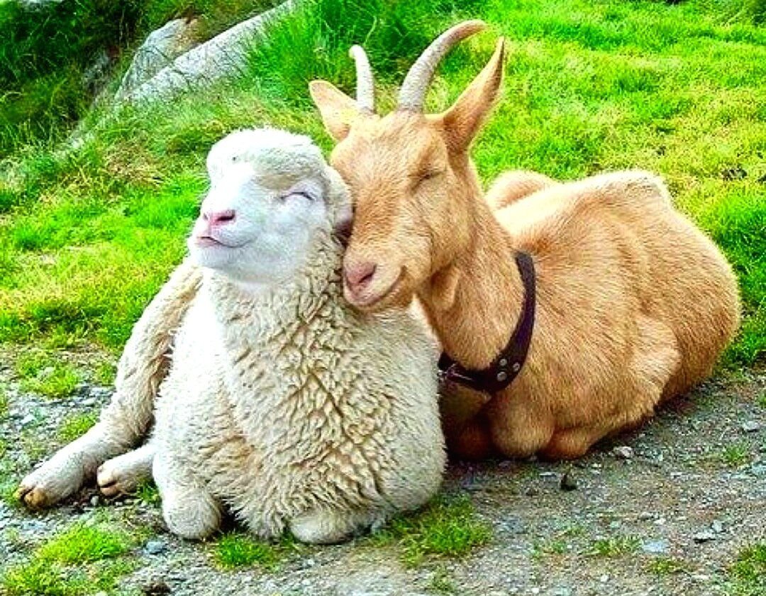 Горный баран бодается