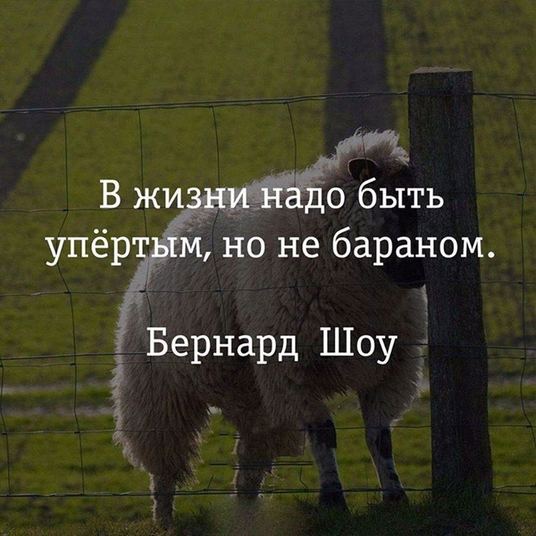 Черная Овечка для детей